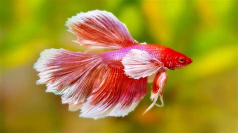 betta lymphocystis - Lymphocystis in Fish 